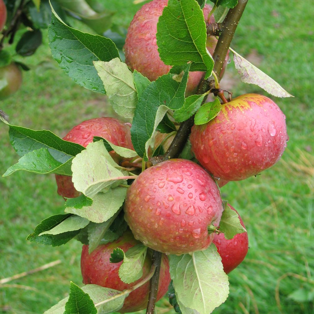 Apple Worcester Pearmain (12L, 4-5ft)