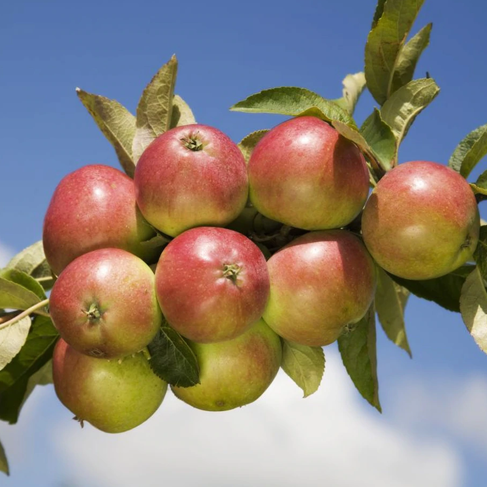 Apple Worcester Pearmain (12L, 4-5ft)