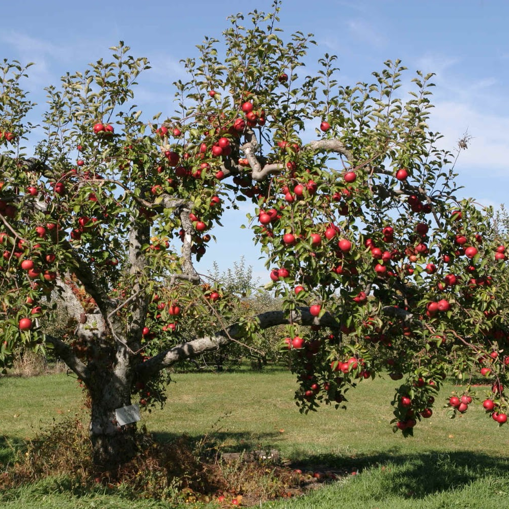 Apple Worcester Pearmain (12L, 4-5ft)