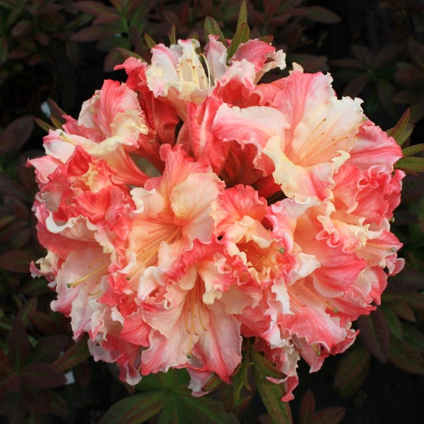 Azalea Painted Lady (9cm)