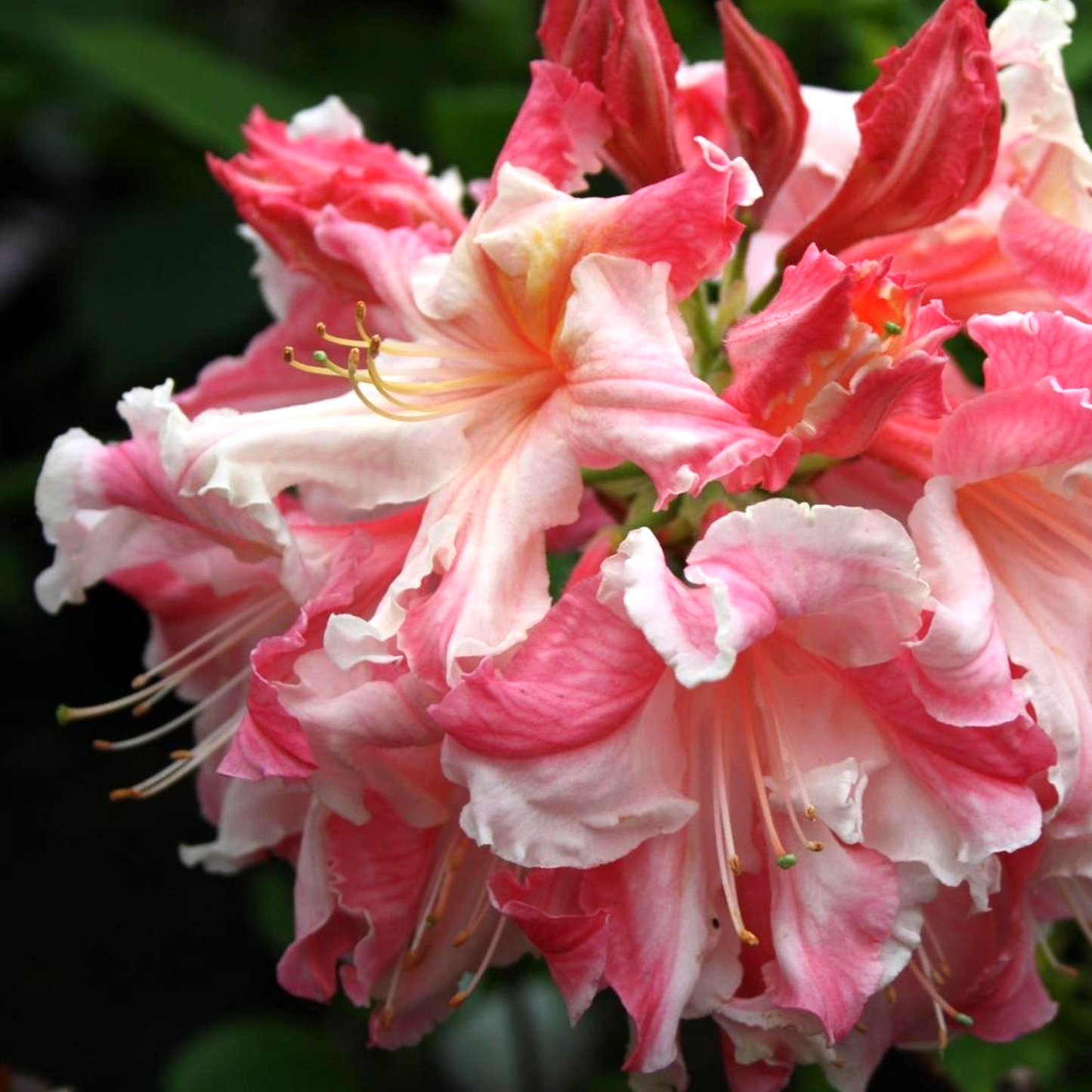 Azalea Painted Lady (9cm)