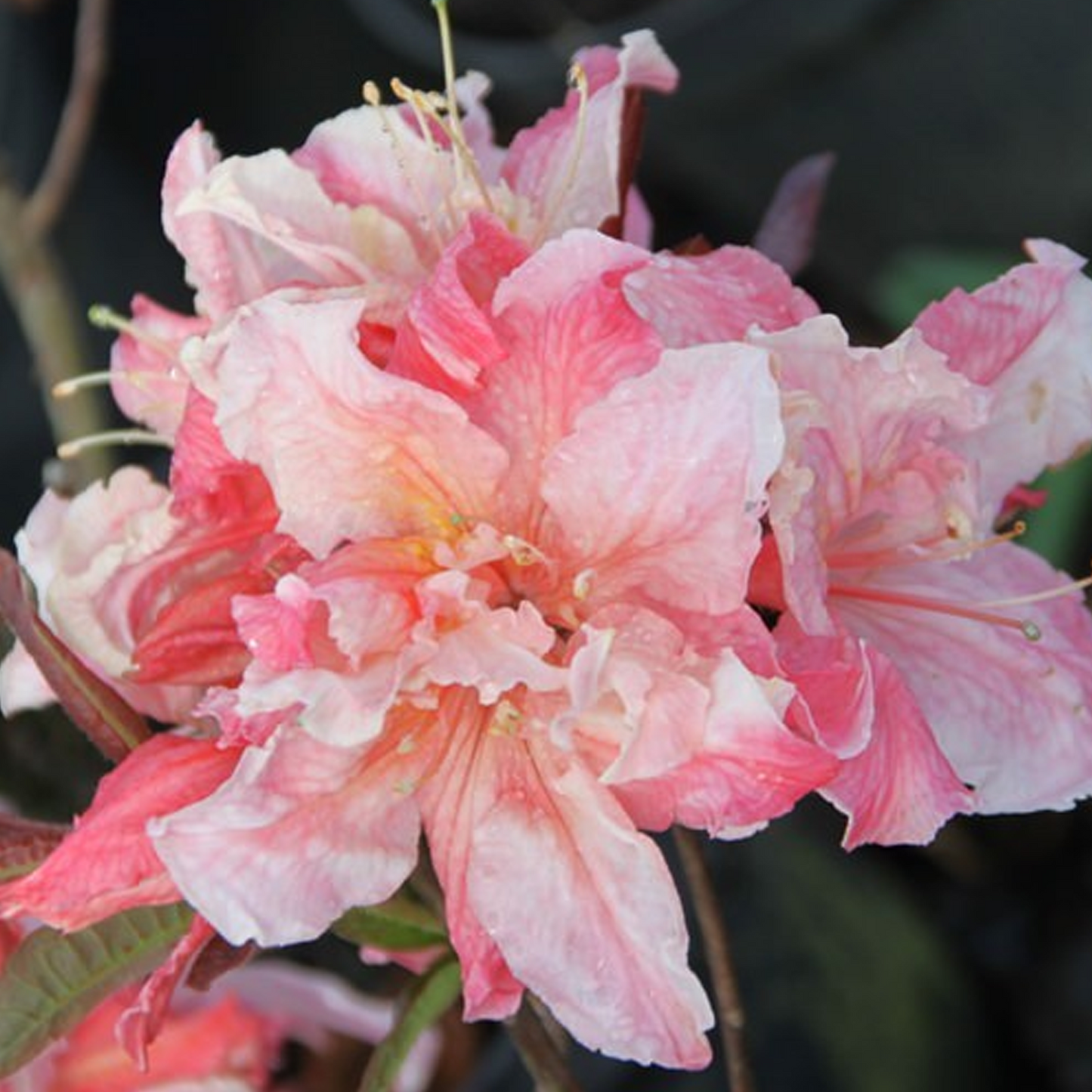 Azalea Painted Lady (9cm)