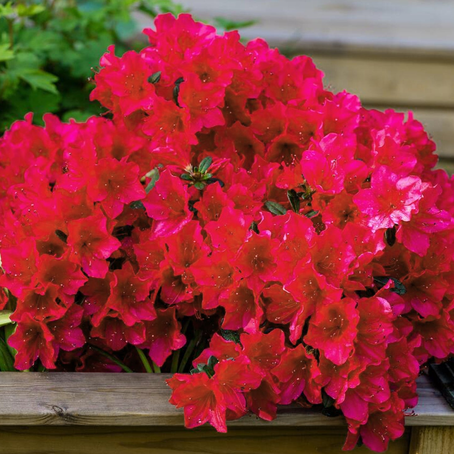 Azalea Arabesk