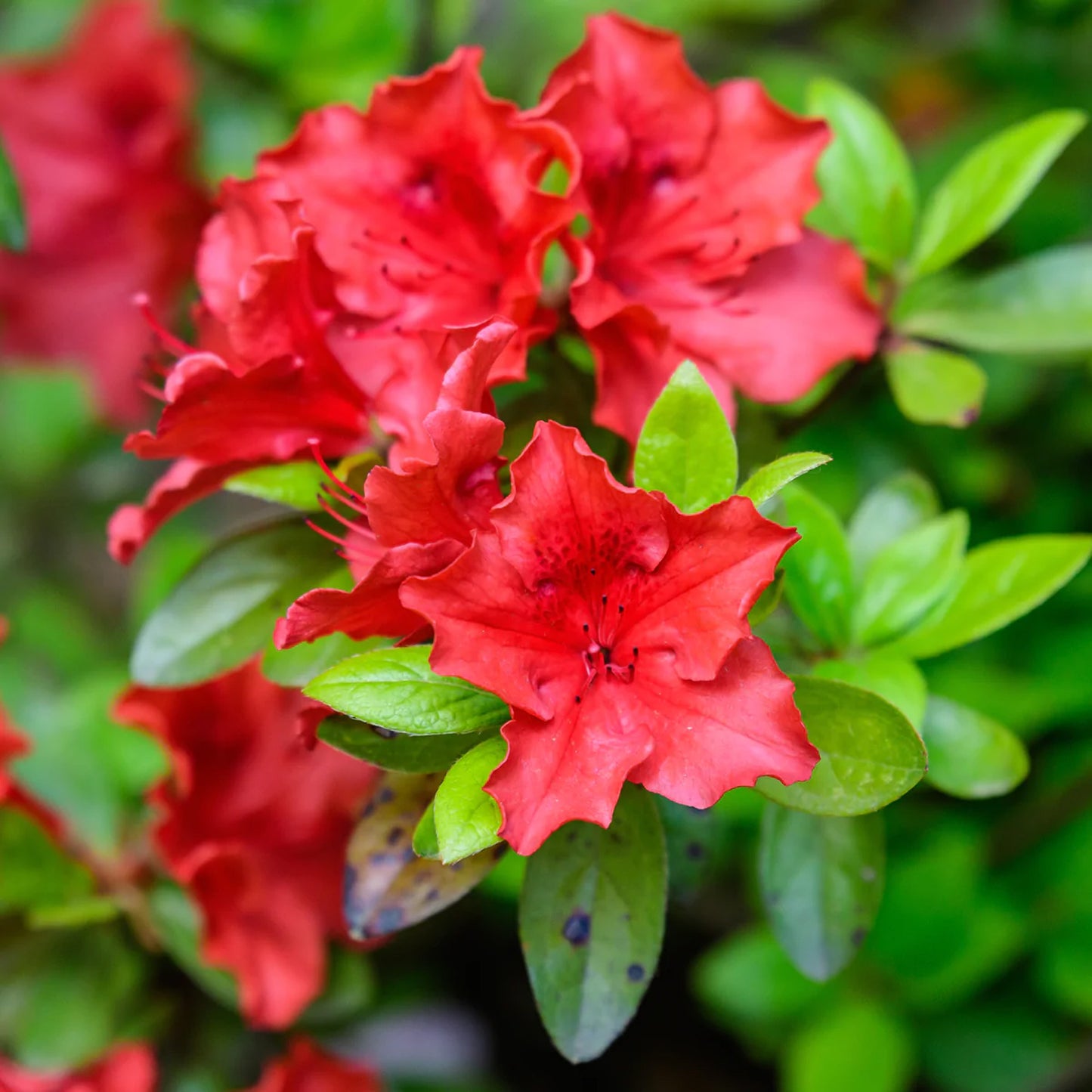 Azalea Arabesk