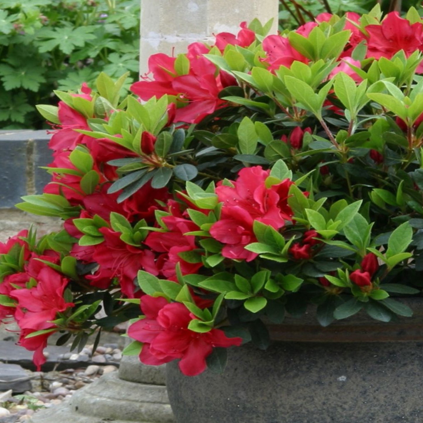 Azalea Arabesk