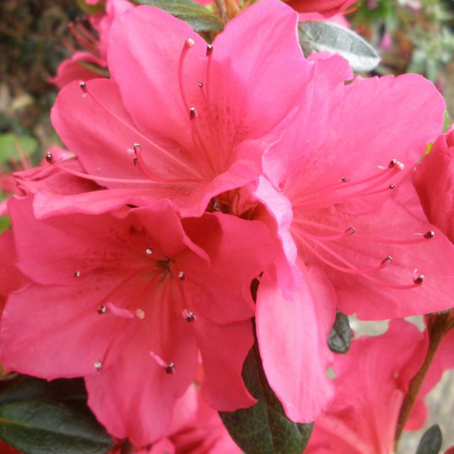 Azalea Arabesk