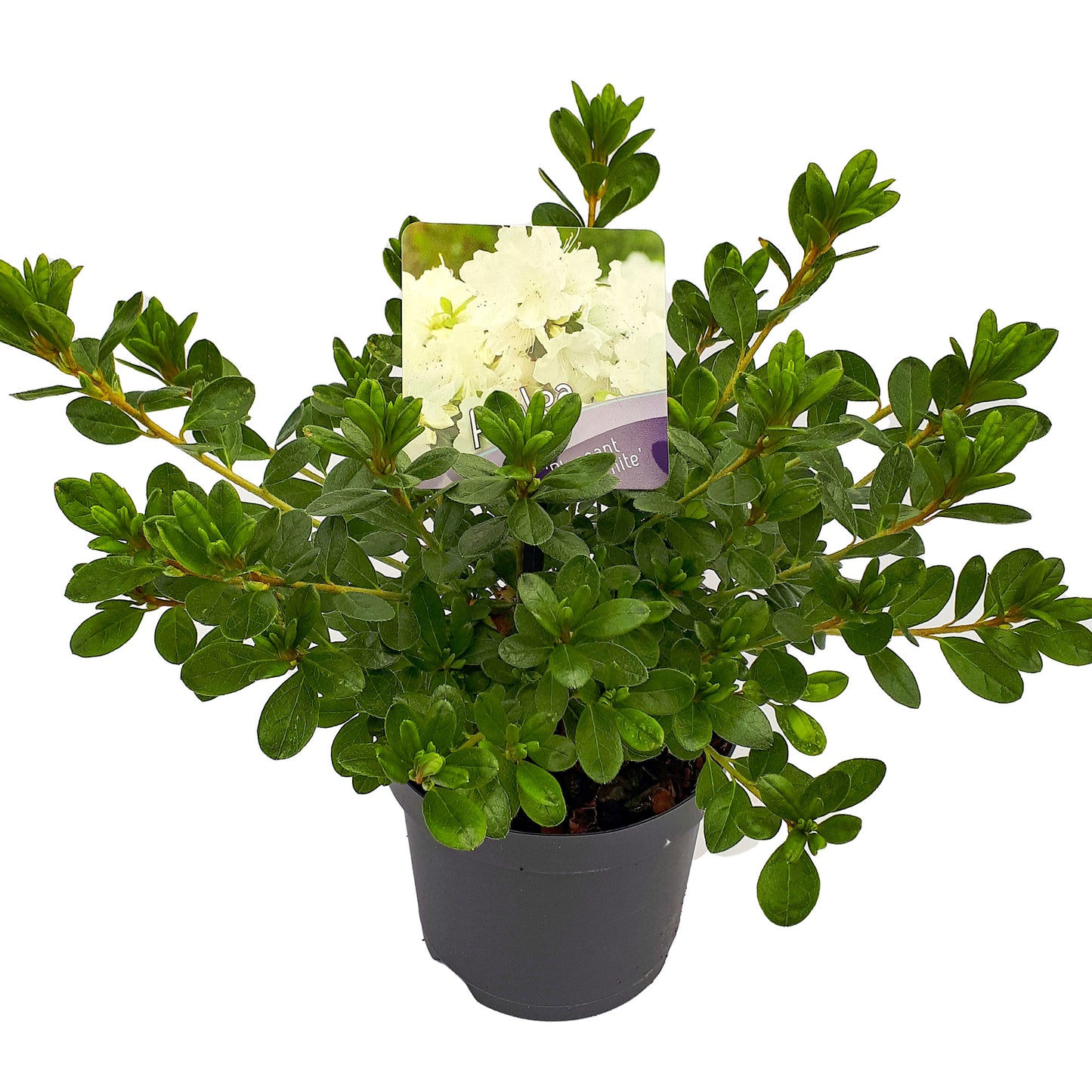 Azalea Pleasant White