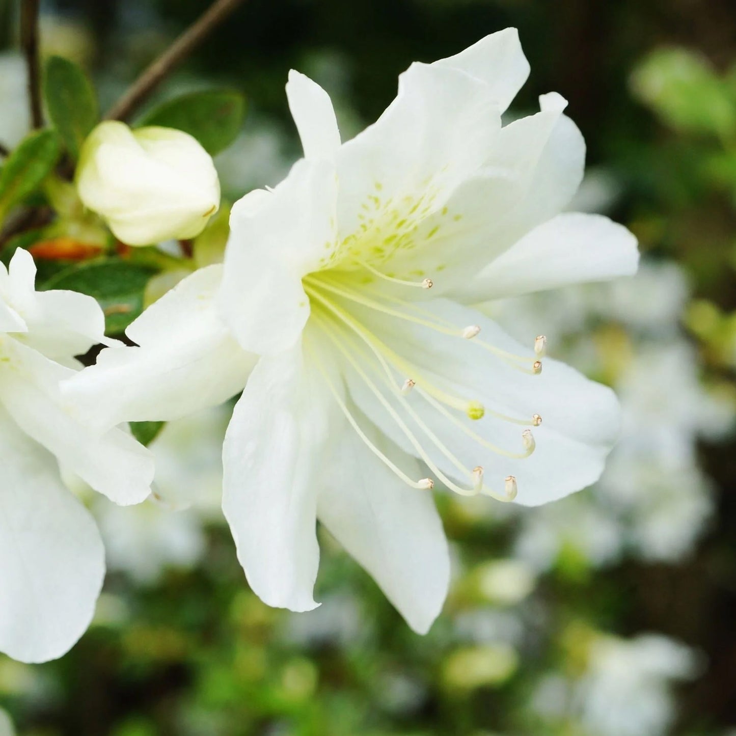 Azalea Pleasant White