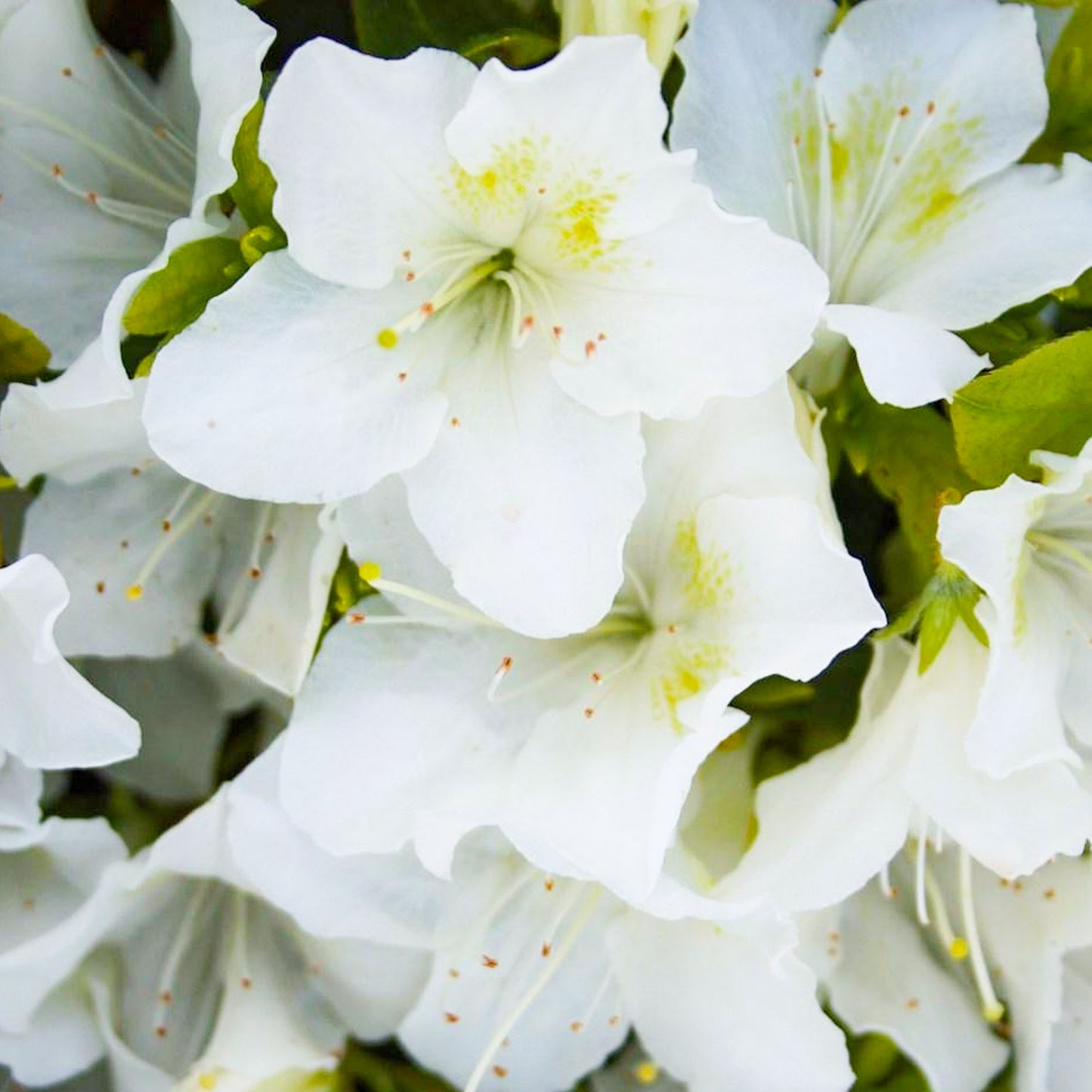 Azalea Pleasant White