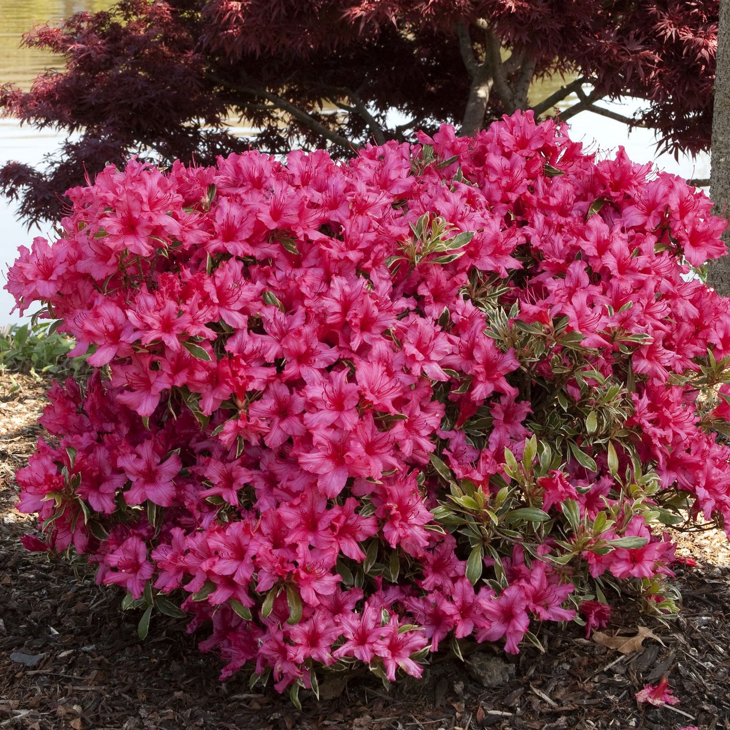 Azalea Silver Sword