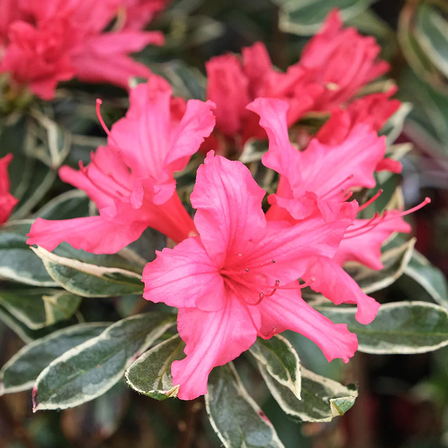 Azalea Silver Sword