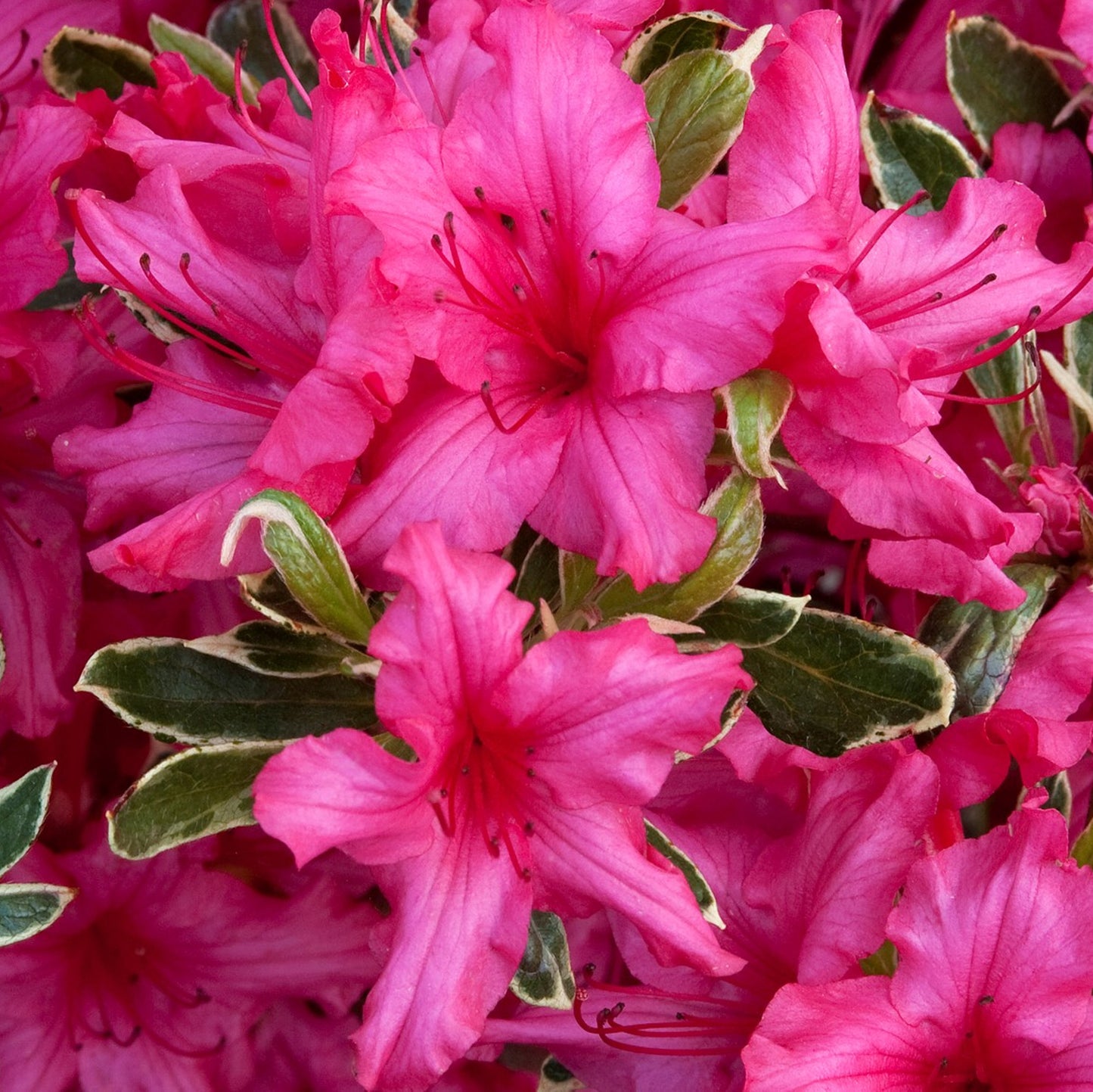 Azalea Silver Sword