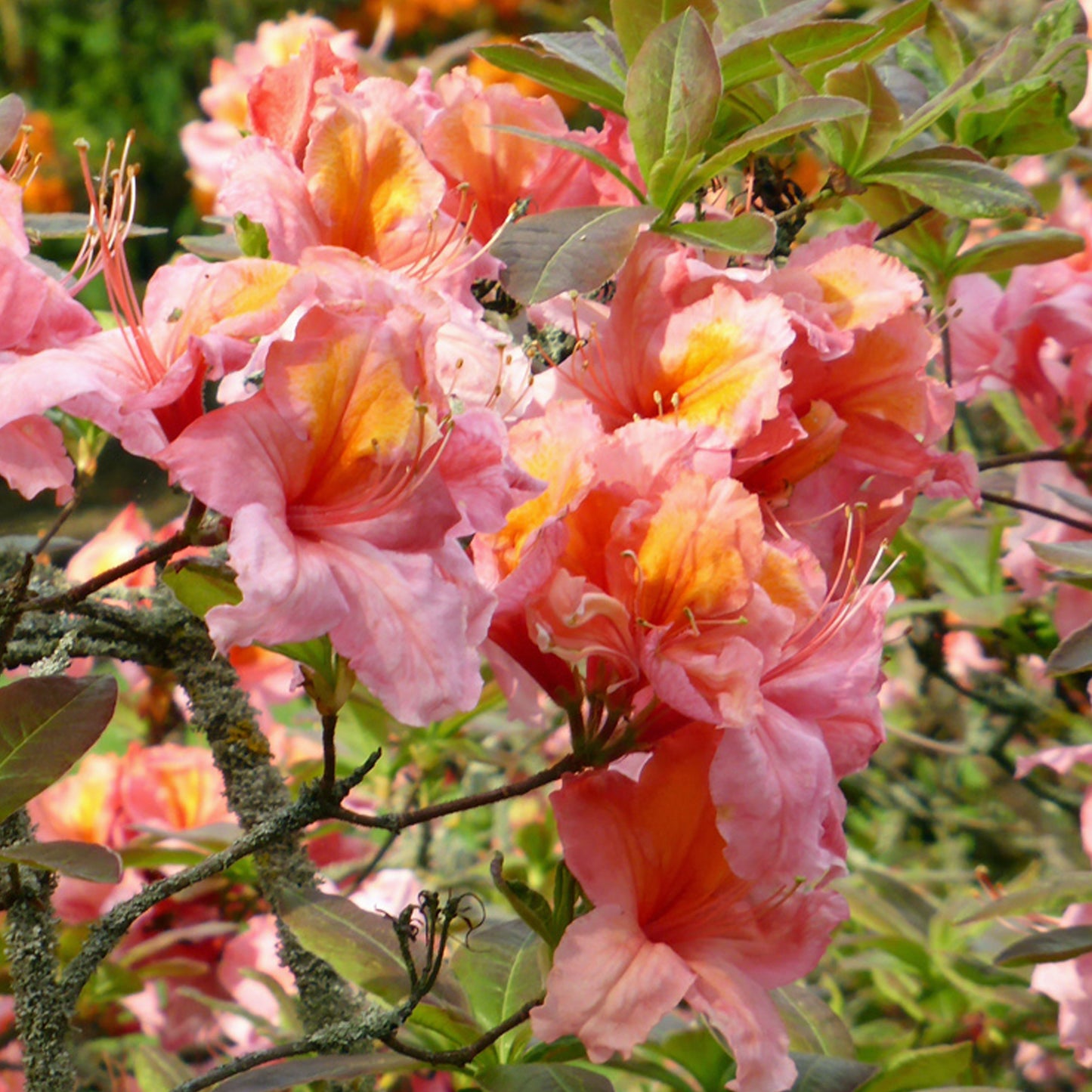 Azalea Strawberry Ice