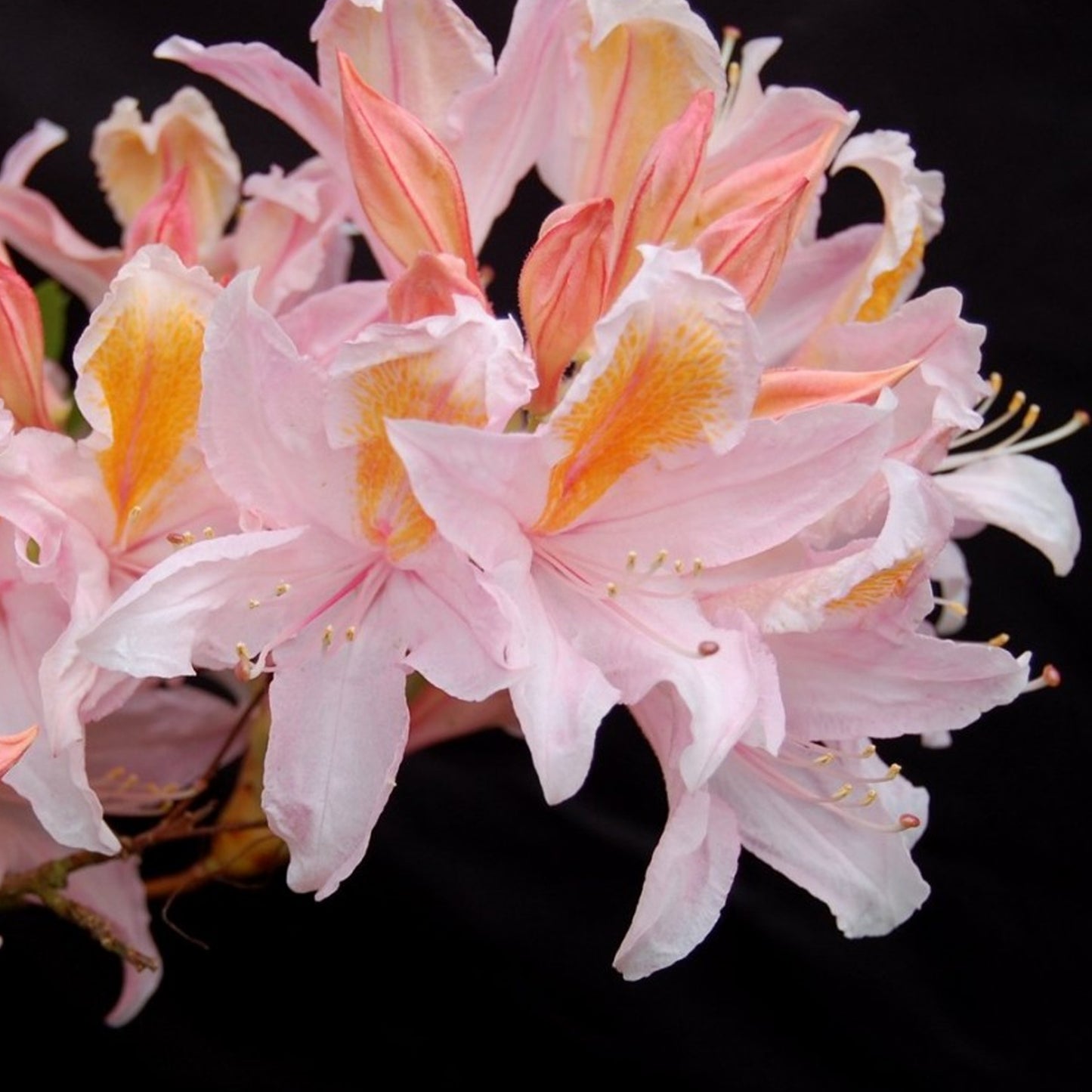 Azalea Strawberry Ice
