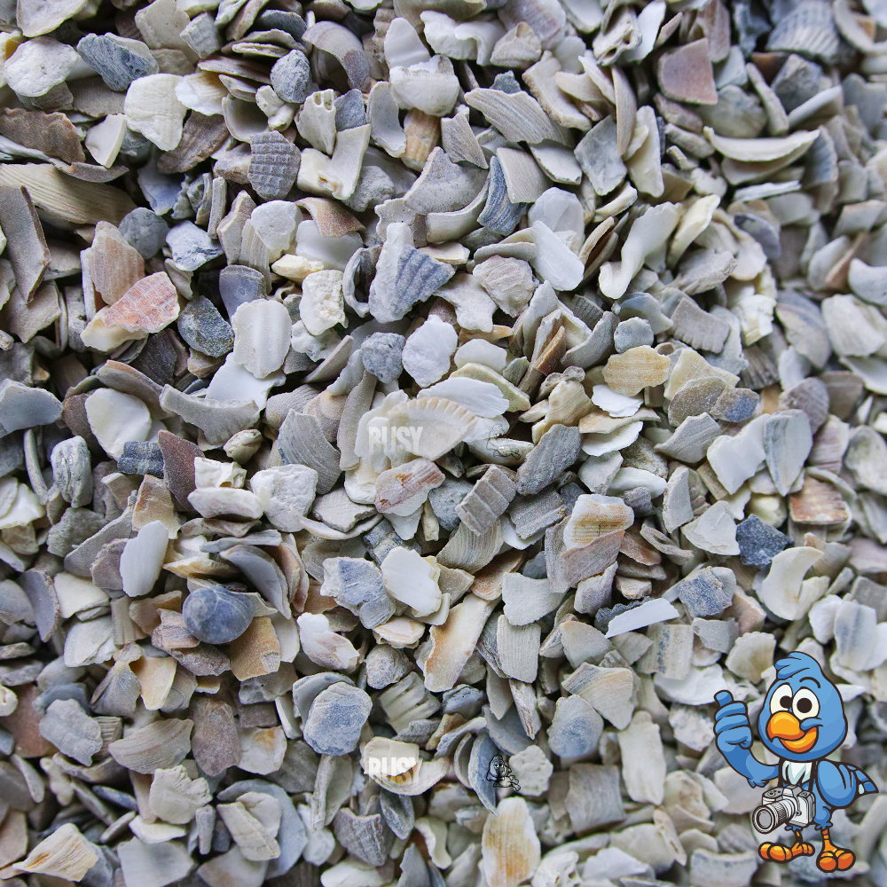 BusyBeaks Hen Sized Oyster Shell