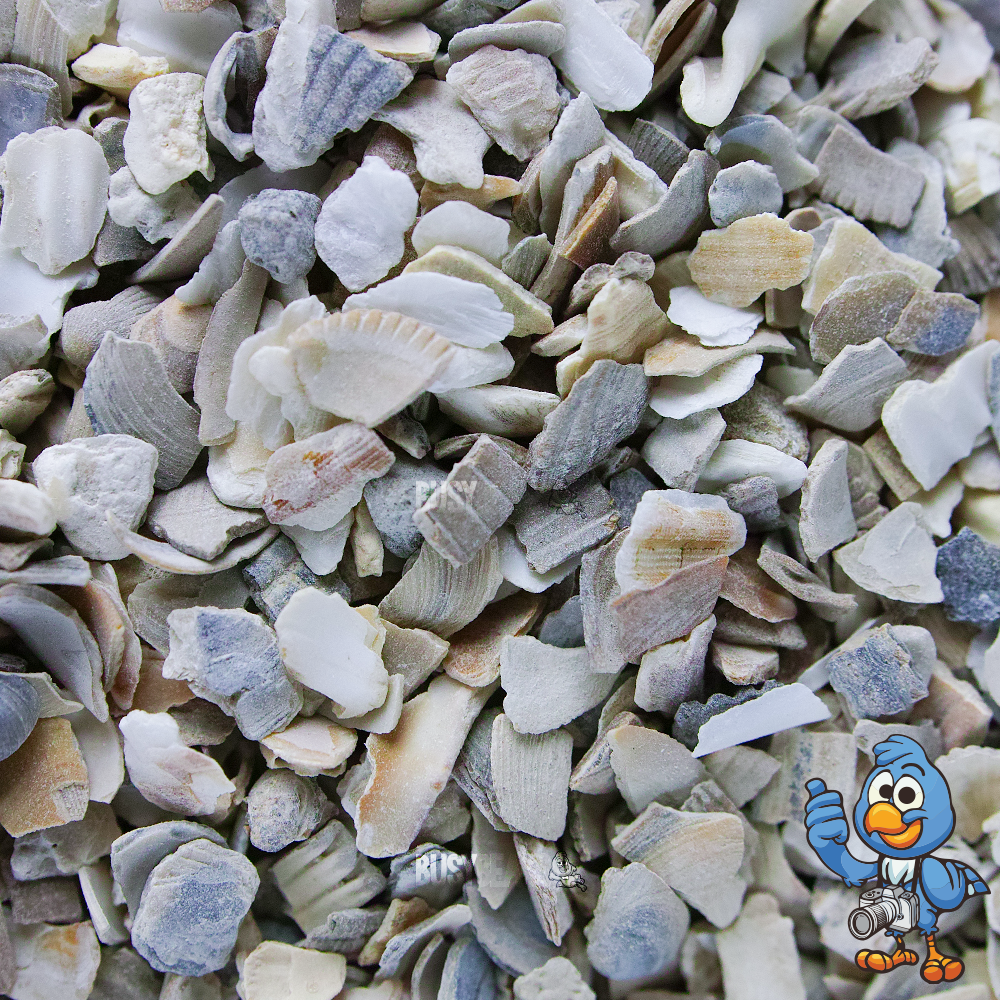 BusyBeaks Hen Sized Oyster Shell
