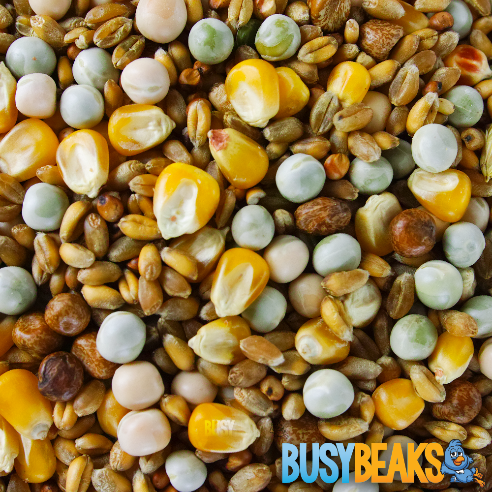 BusyBeaks Four Seasons Pigeon Corn