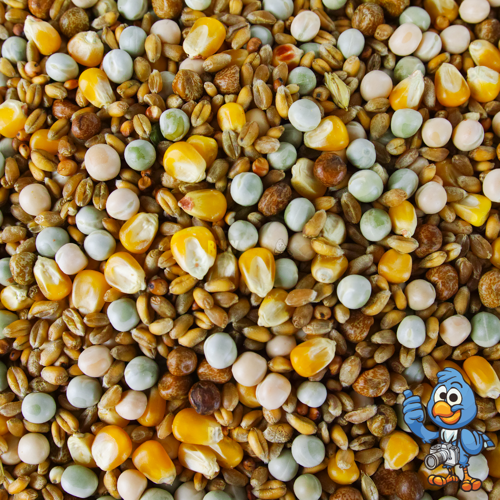 BusyBeaks Four Seasons Pigeon Corn