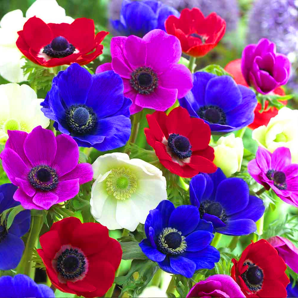 Anemone De Caen Mixed -MASTER-
