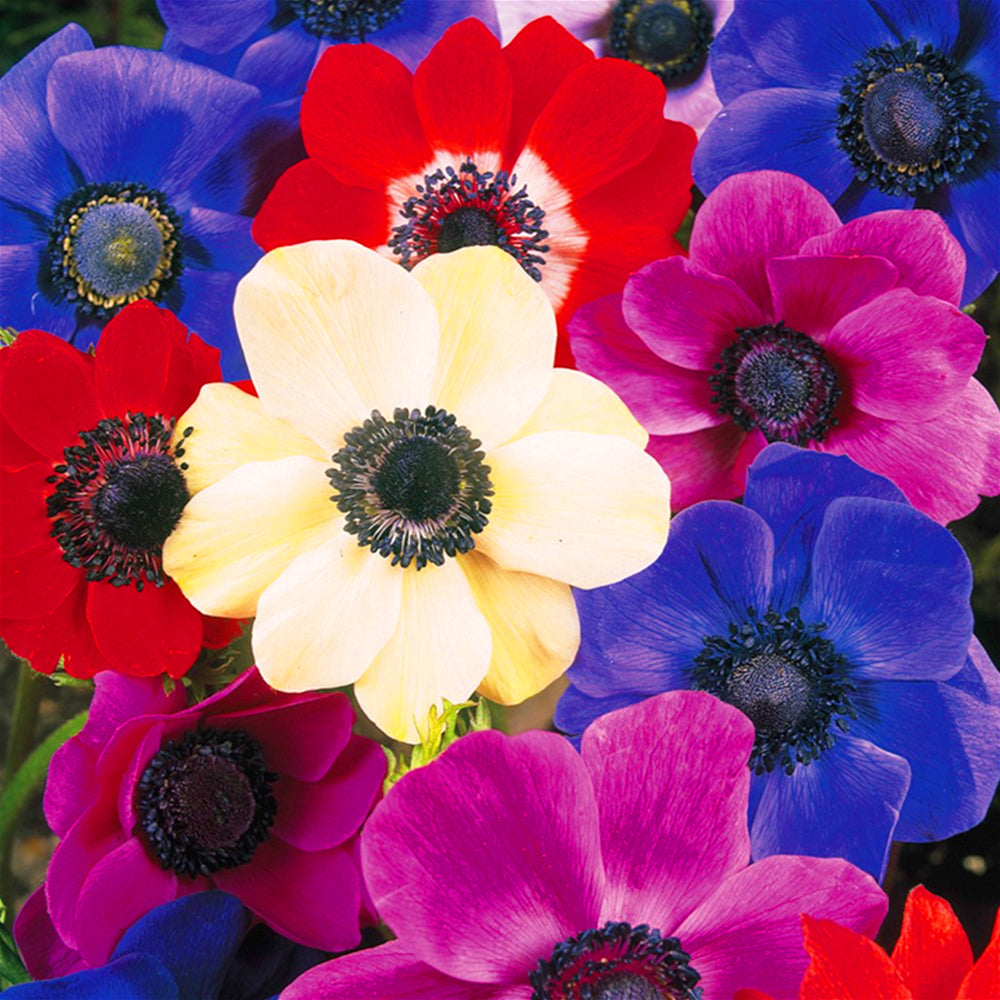 Anemone De Caen Mixed -MASTER-