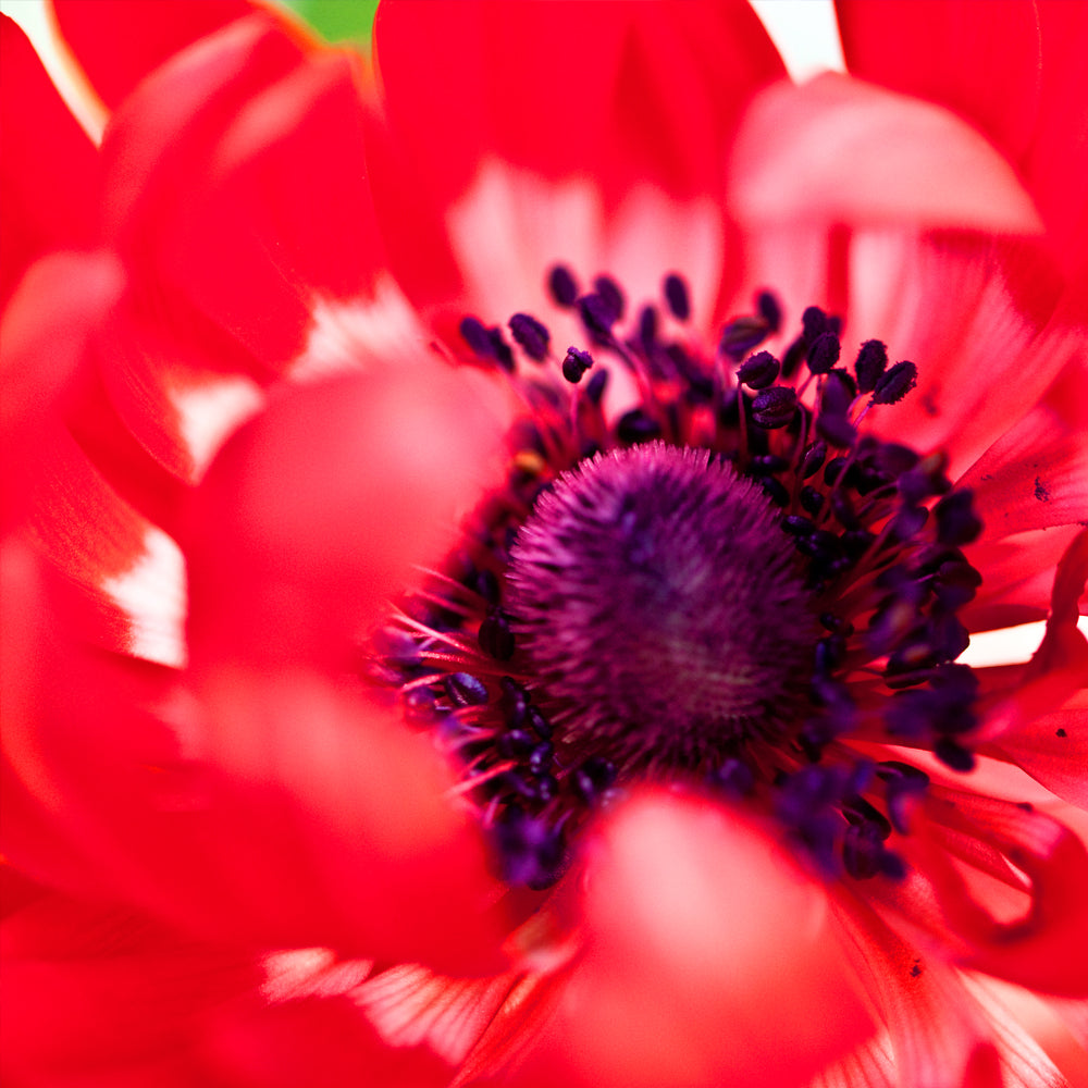 Anemone De Caen Mixed -MASTER-