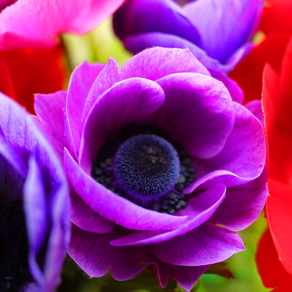Anemone De Caen Mixed -MASTER-