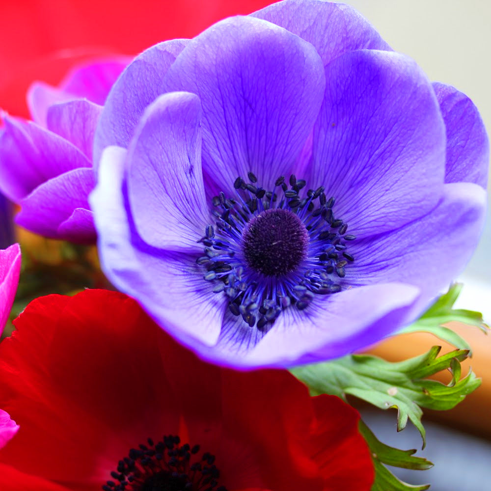 Anemone De Caen Mixed -MASTER-
