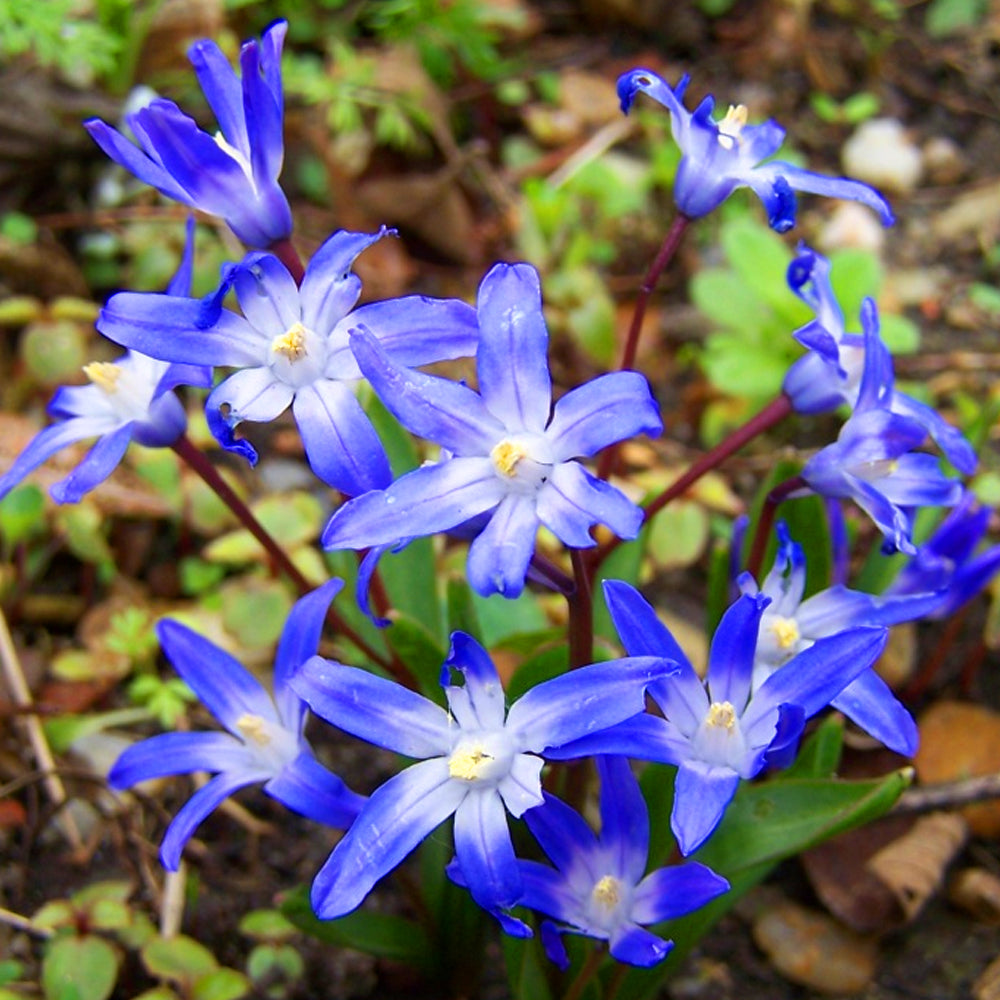 Chionodoxa Luciliae Forbesii -MASTER- DELETE
