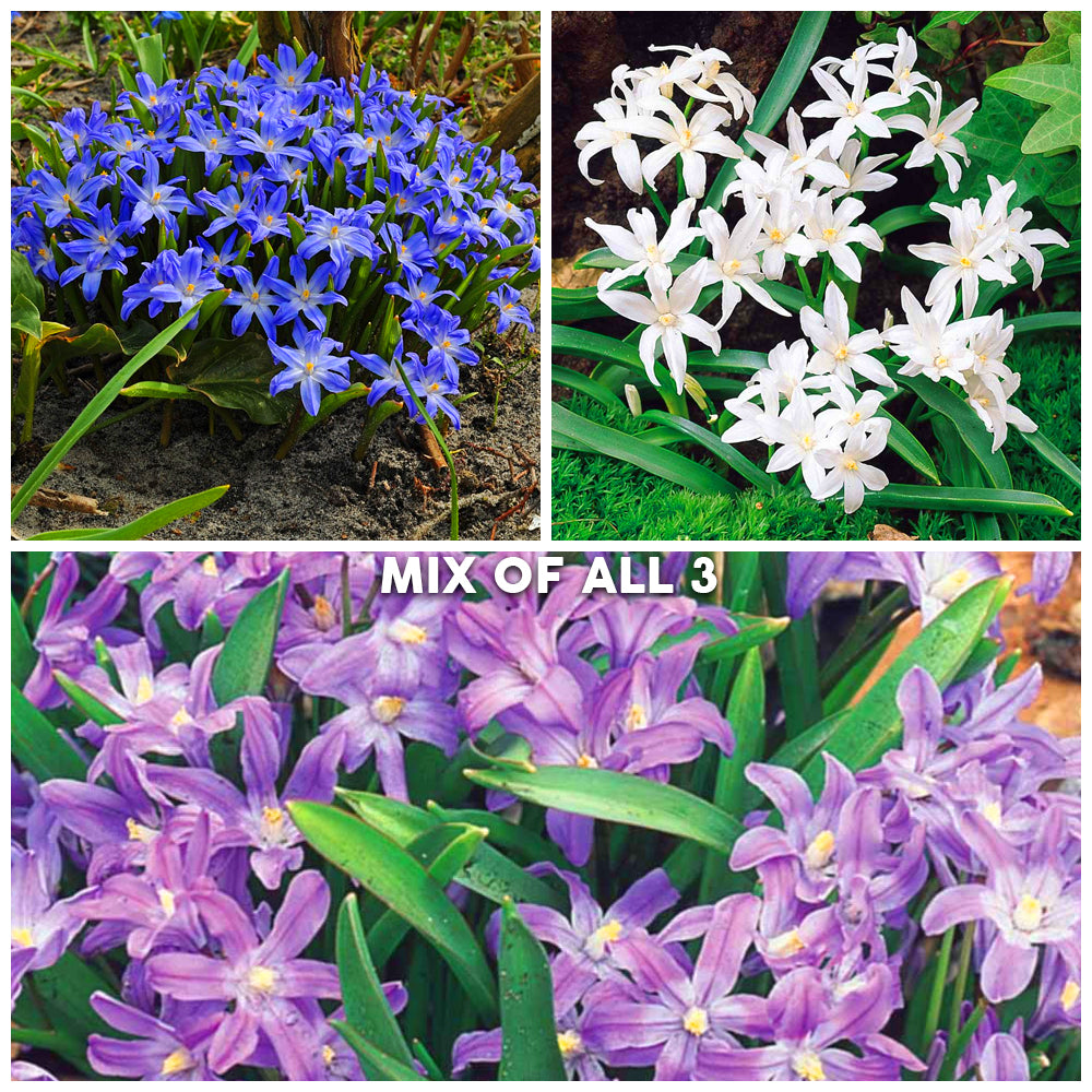 Chionodoxa Mixed -MASTER-