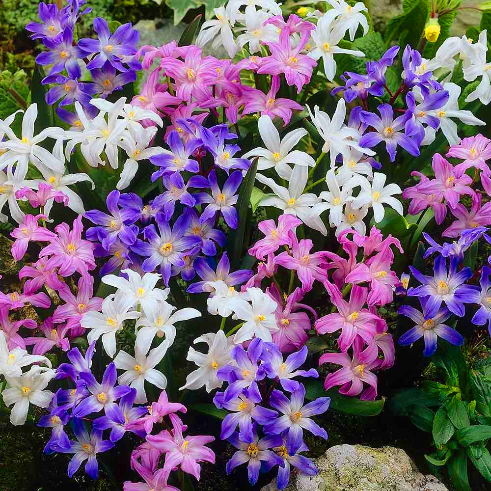 Chionodoxa Mixed -MASTER-