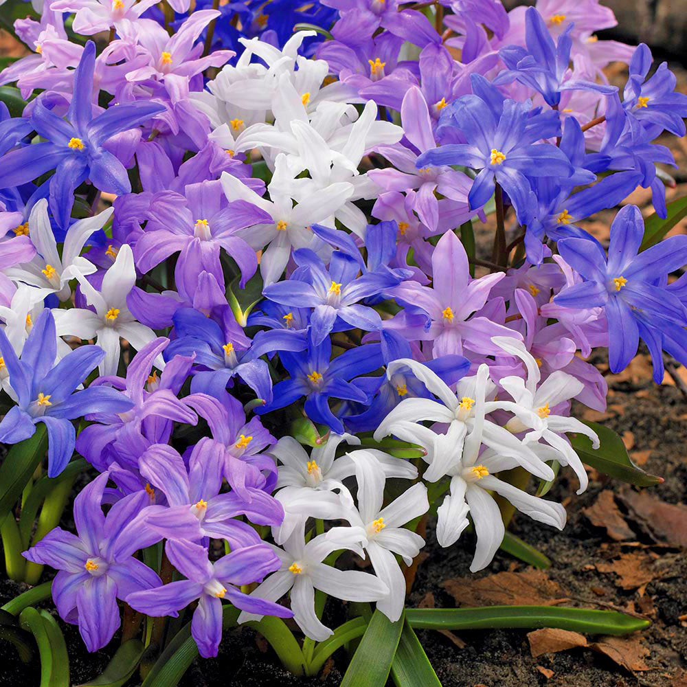 Chionodoxa Mixed -MASTER-