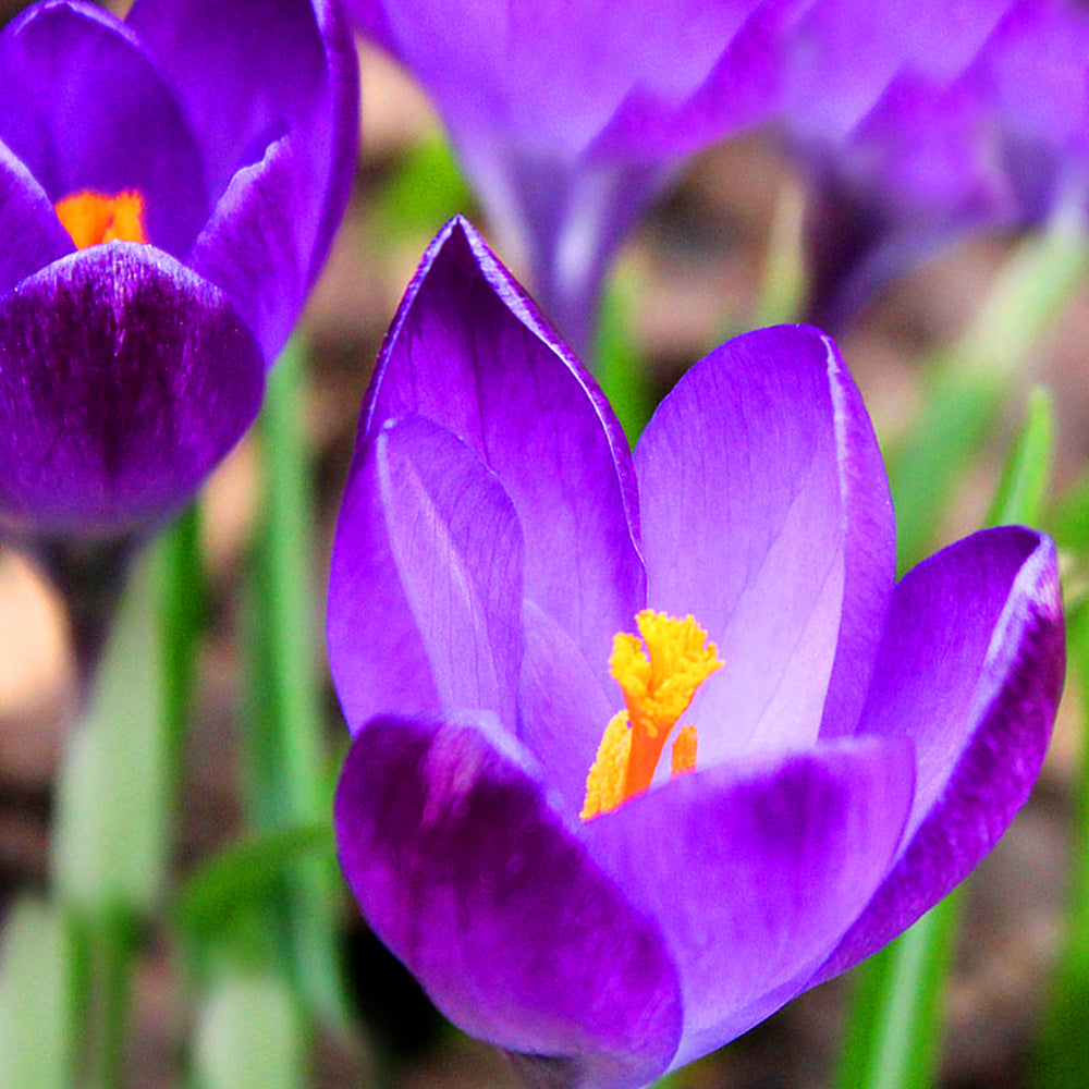 Crocus Ruby Giant -MASTER-