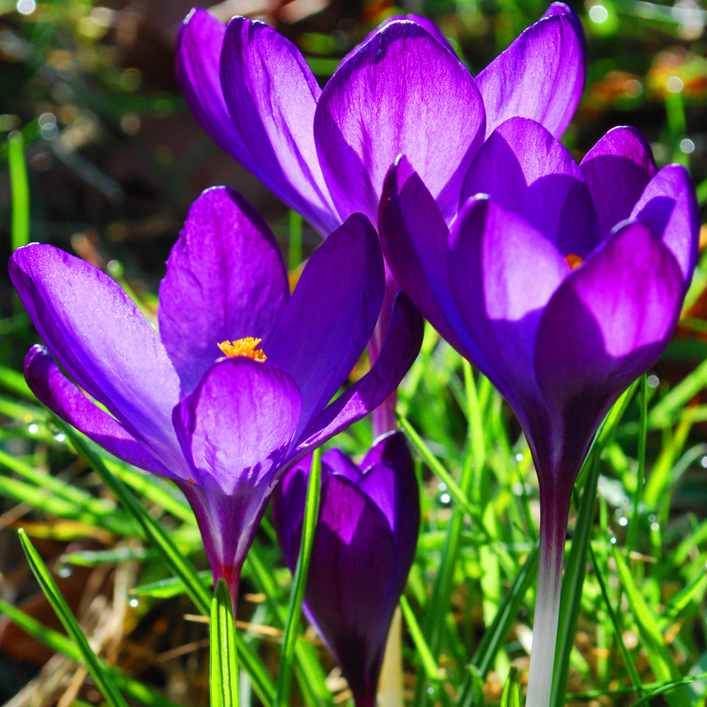Crocus Ruby Giant -MASTER-