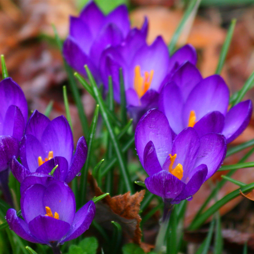 Crocus Ruby Giant -MASTER-