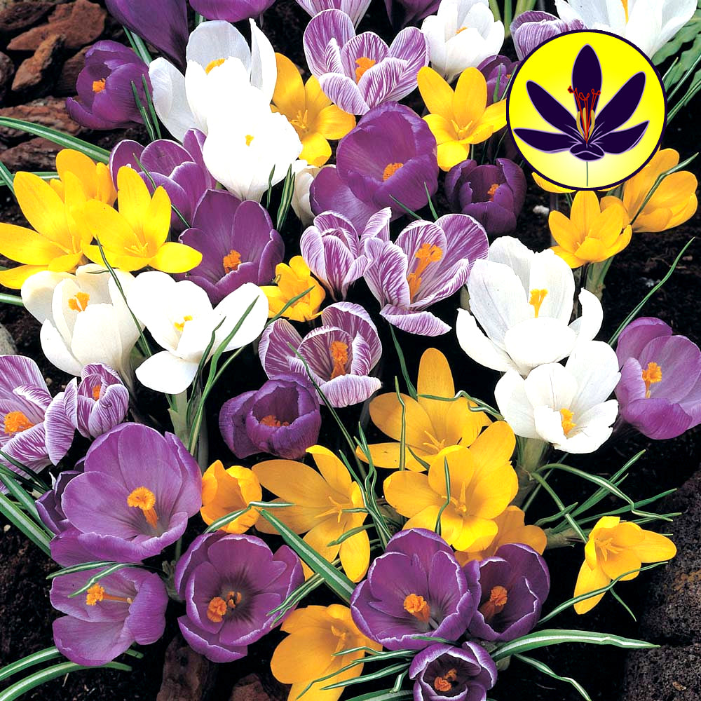 Crocus LF Mixed -MASTER-