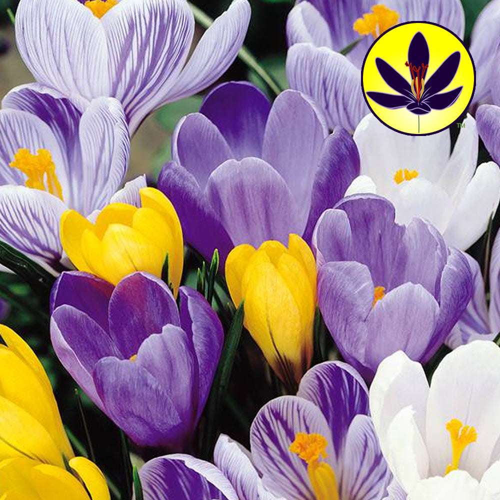 Crocus LF Mixed -MASTER-