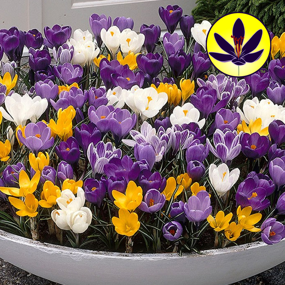 Crocus LF Mixed -MASTER-