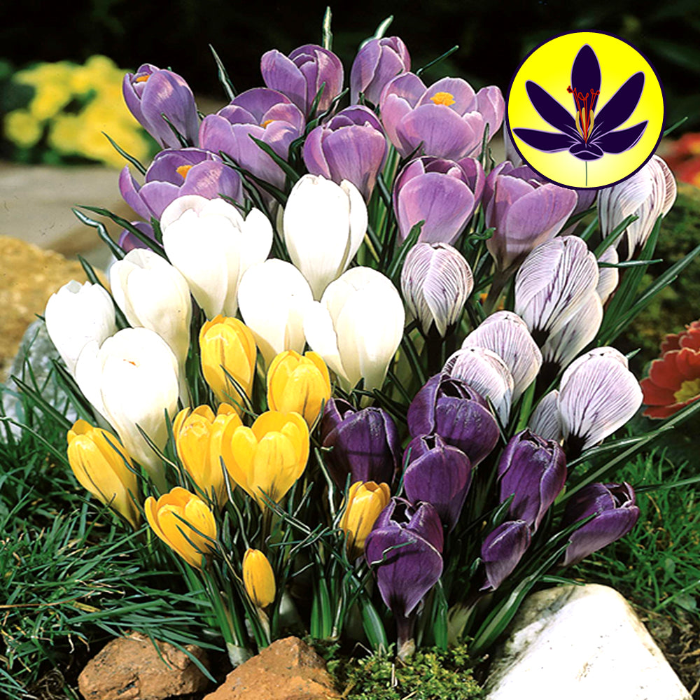 Crocus LF Mixed -MASTER-