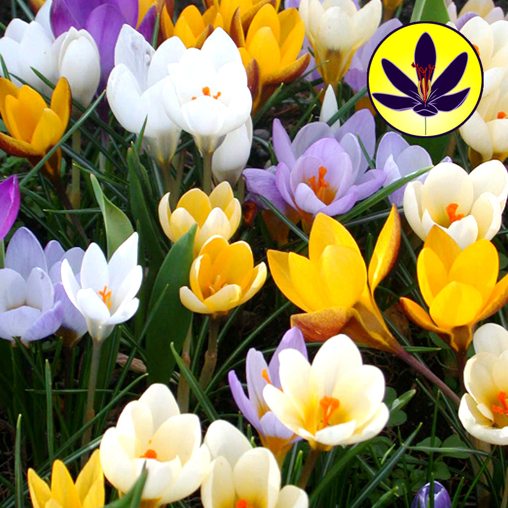 Crocus Species Mixed -MASTER-