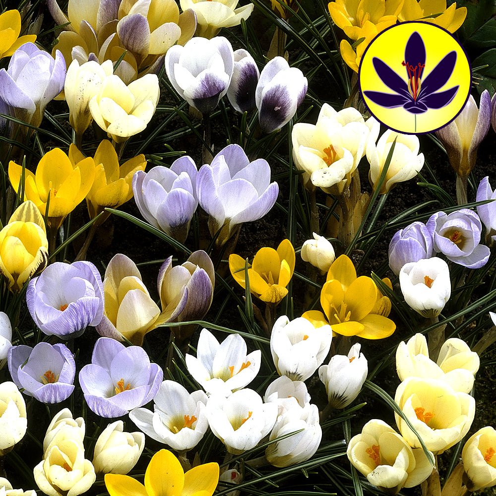Crocus Species Mixed -MASTER-