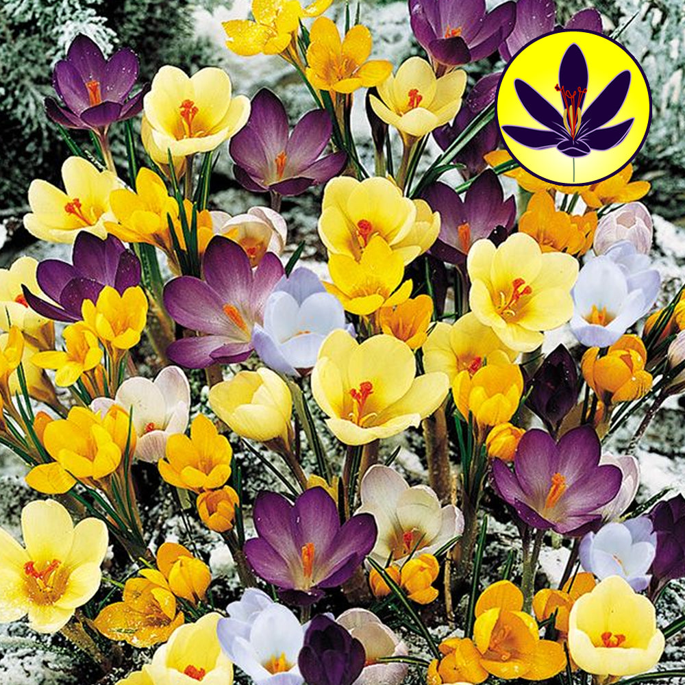 Crocus Species Mixed -MASTER-