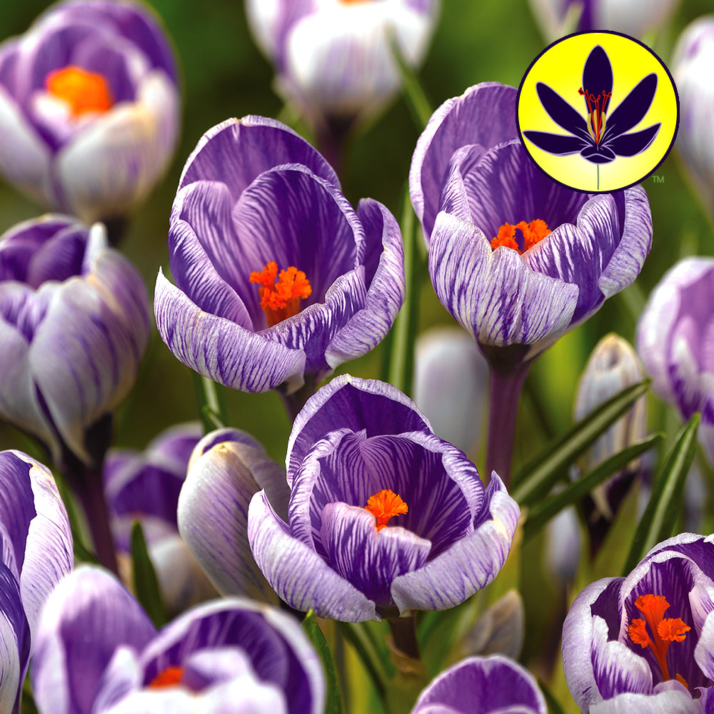 Crocus Striped -MASTER-
