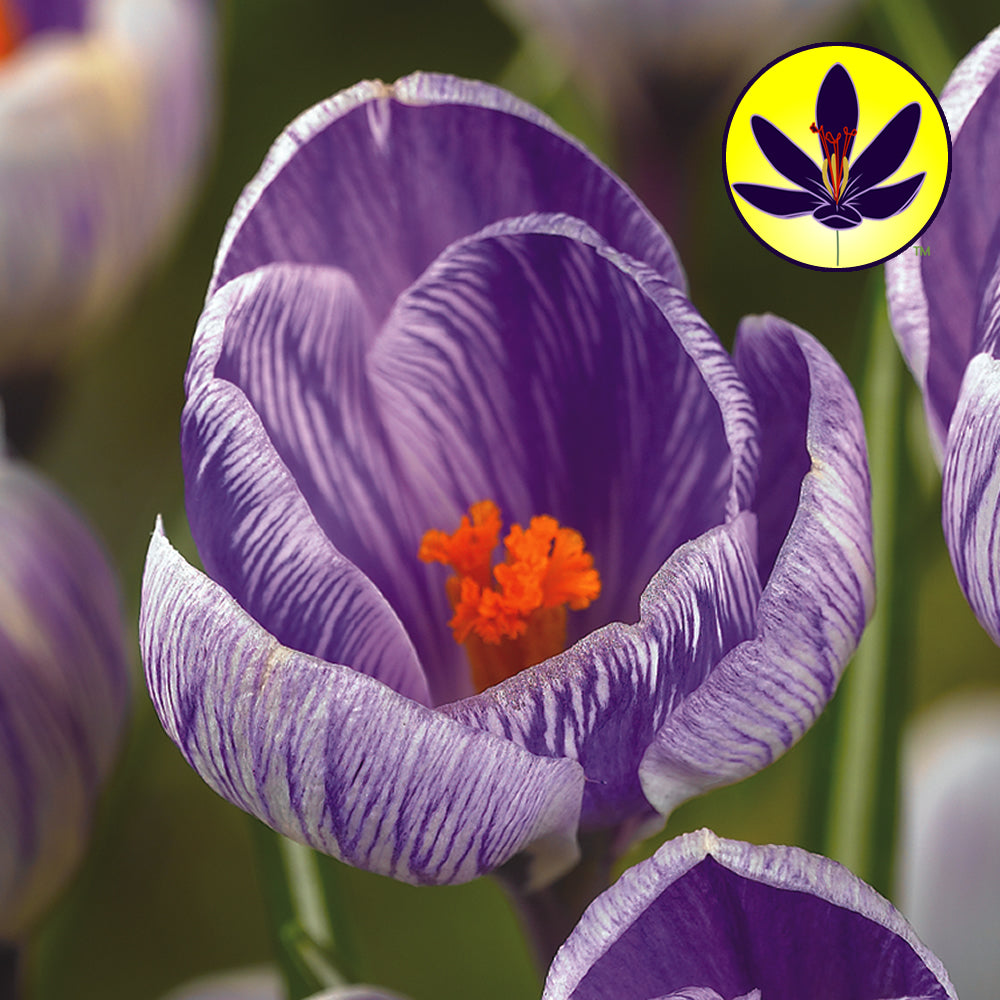 Crocus Striped -MASTER-