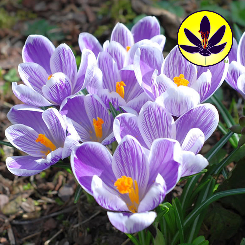 Crocus Striped -MASTER-