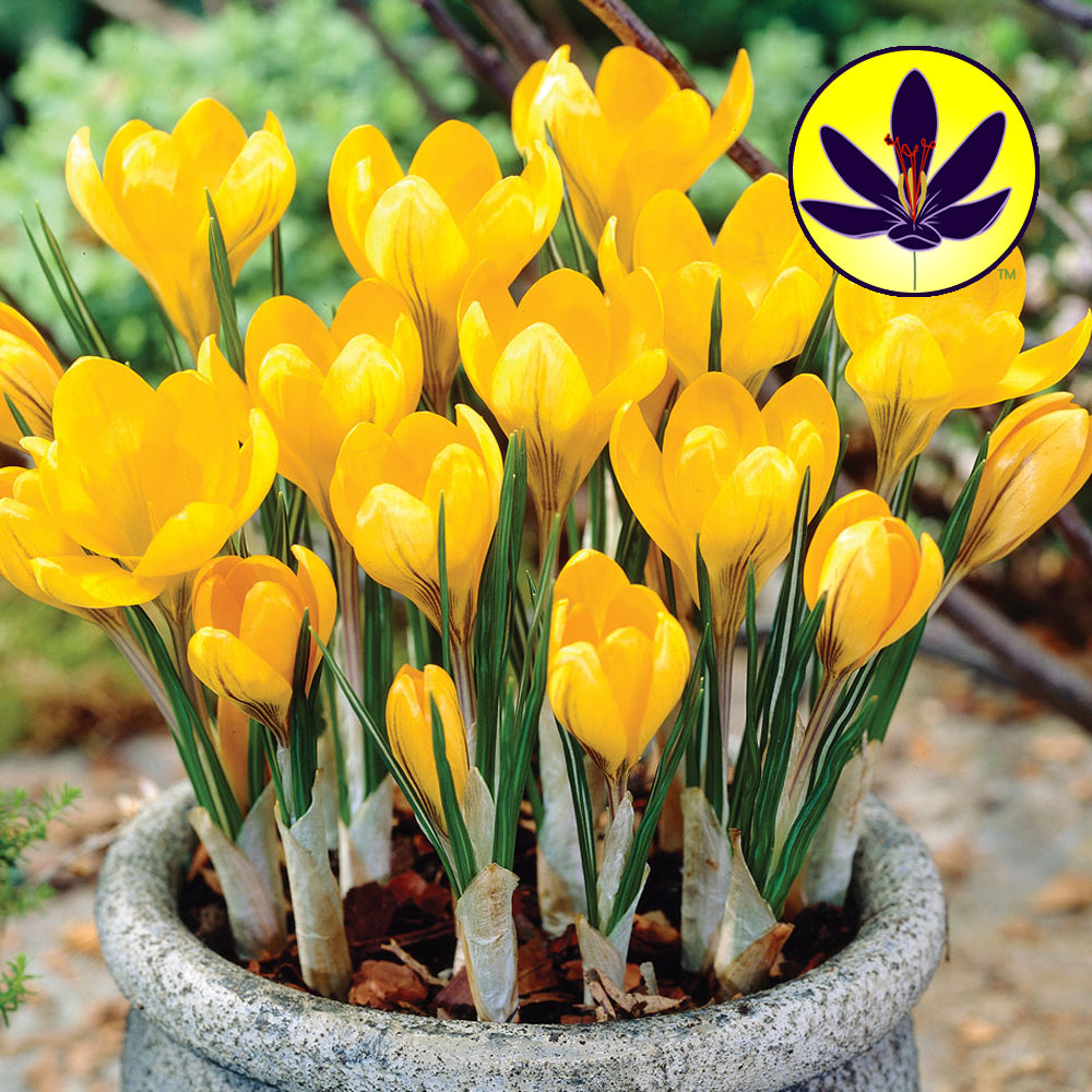 Crocus Yellow -MASTER-