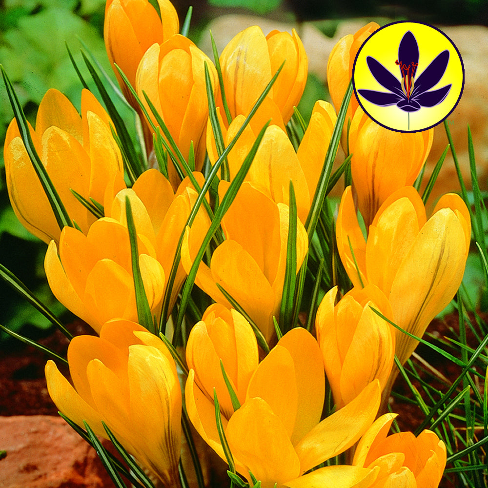 Crocus Yellow -MASTER-