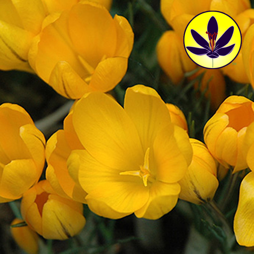 Crocus Yellow -MASTER-