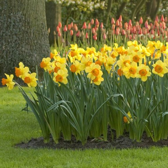 Daffodil Fortune -MASTER-