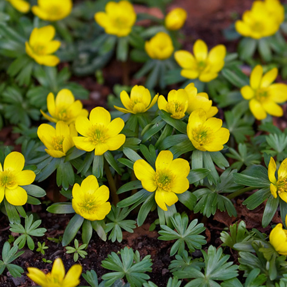 Eranthis Hyemalis -MASTER-