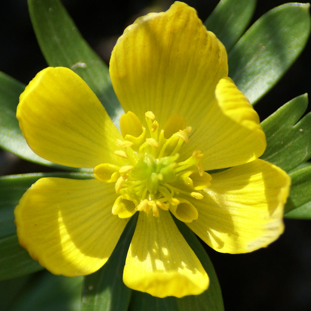 Eranthis Hyemalis -MASTER-